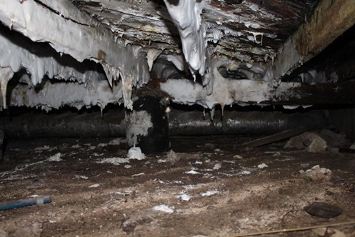 Figure 3 – Fungal growth on underside of floor beams and flooring