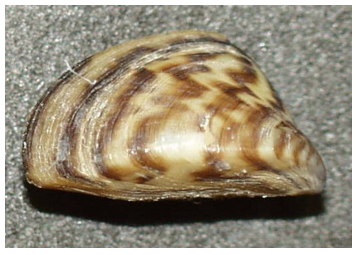 Zebra Mussel (QUAGGA)