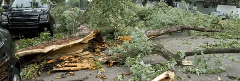 Wind Blown Damage (tree)