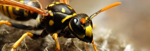 Wasp on a nest