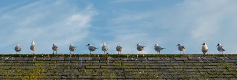 Birds on a rooftop