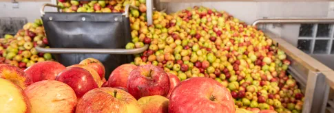 Apples in storage