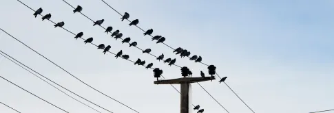 Birds on powerline