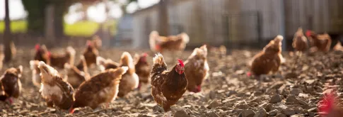 Chickens in a yard