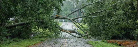 Fallen tree on road